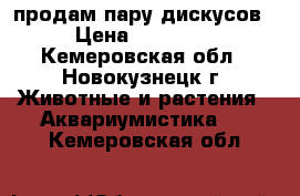 продам пару дискусов › Цена ­ 15 000 - Кемеровская обл., Новокузнецк г. Животные и растения » Аквариумистика   . Кемеровская обл.